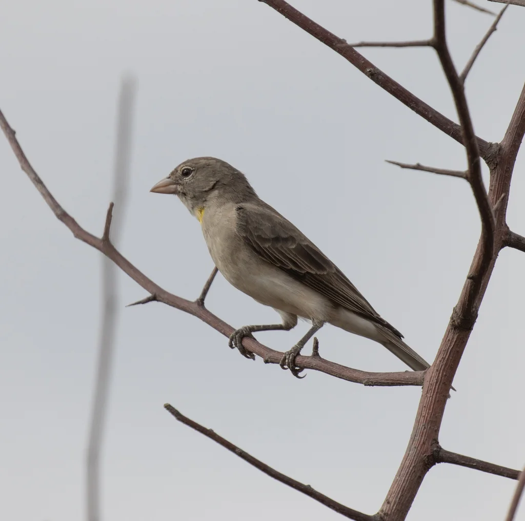 黄斑石雀（Gymnoris pyrgita）