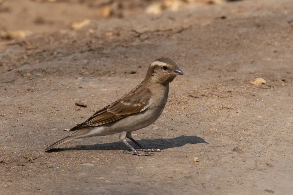 黄喉石雀(Gymnoris superciliaris)