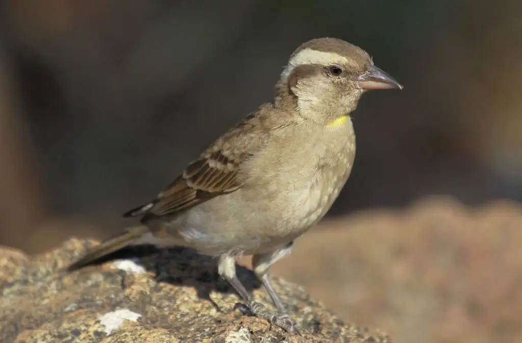 黄喉石雀(Gymnoris superciliaris)