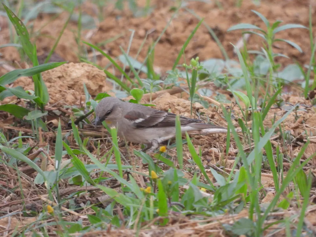 栗肩石雀(Gymnoris xanthocollis)