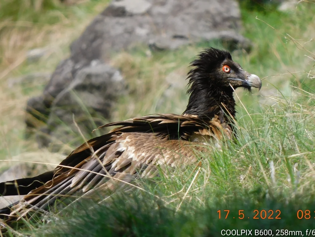 胡兀鹫(Gypaetus barbatus)