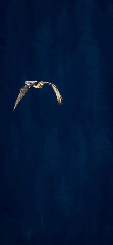 胡兀鹫(Gypaetus barbatus)