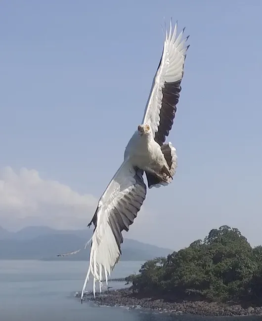棕榈鹫(Gypohierax angolensis)