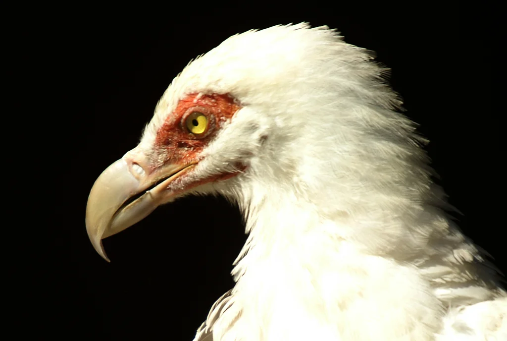 棕榈鹫(Gypohierax angolensis)