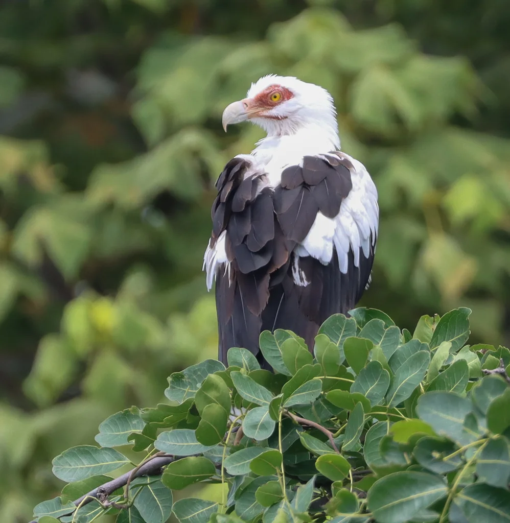 棕榈鹫(Gypohierax angolensis)