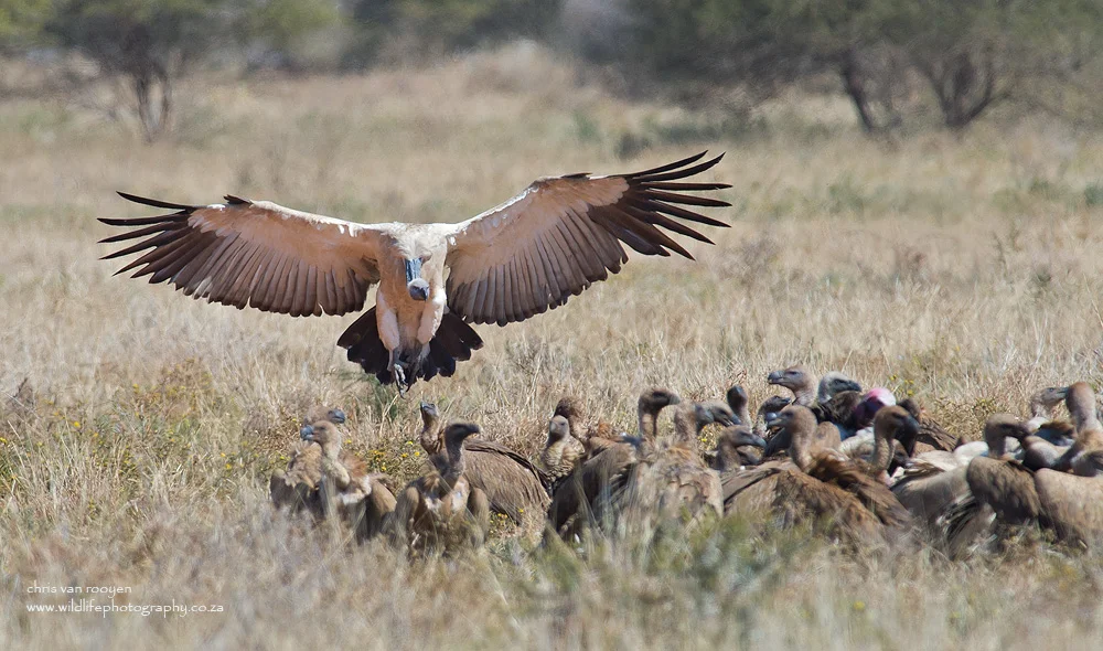 非洲白背兀鹫(Gyps africanus)