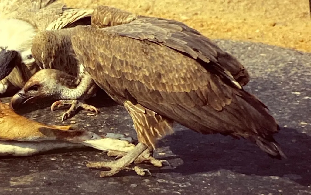 白背兀鹫(Gyps bengalensis)