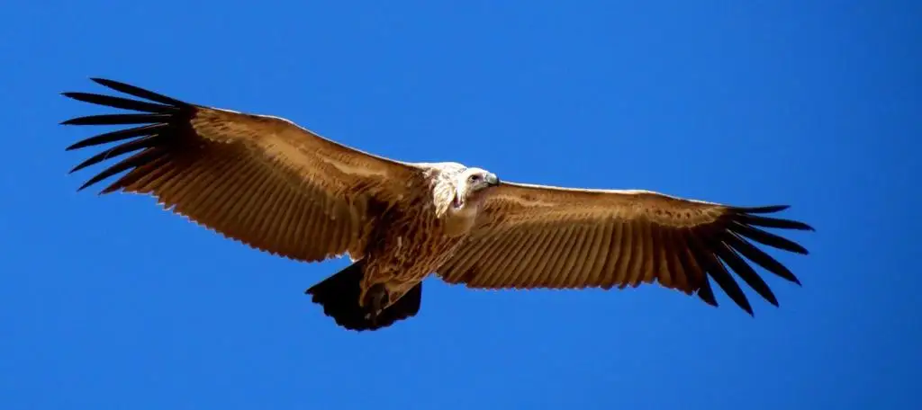南非兀鹫(Gyps coprotheres)