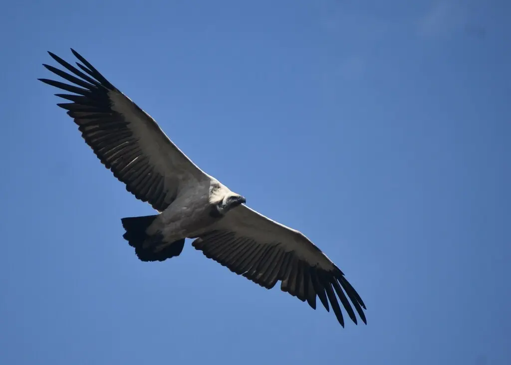 南非兀鹫(Gyps coprotheres)