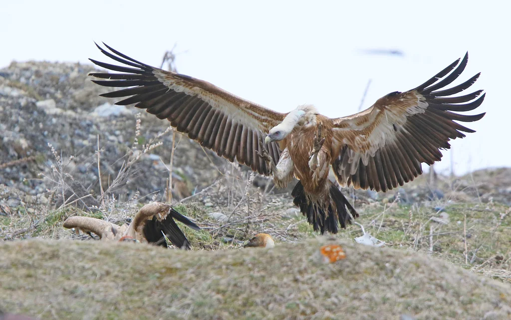 兀鹫(Gyps fulvus)