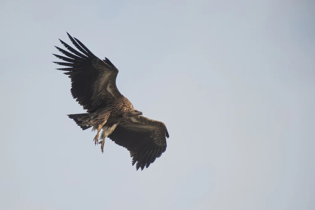 高山兀鹫(Gyps himalayensis)