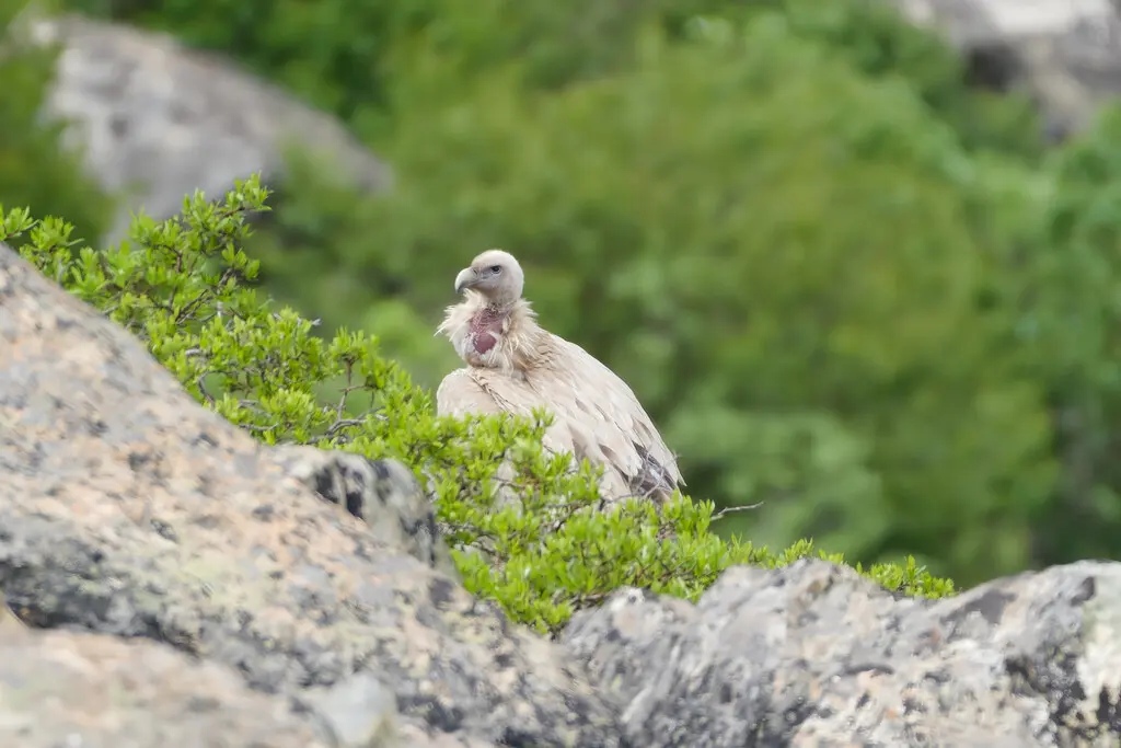 高山兀鹫(Gyps himalayensis)