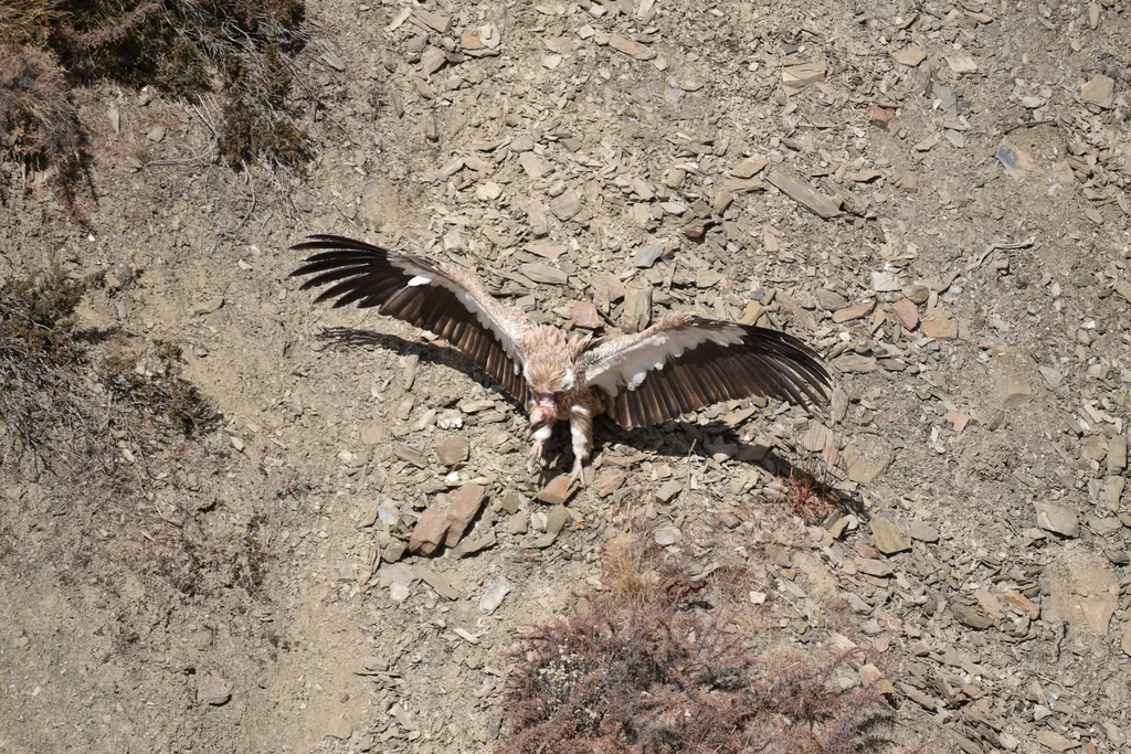 高山兀鹫(Gyps himalayensis)