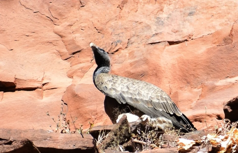 印度兀鹫(Gyps indicus)