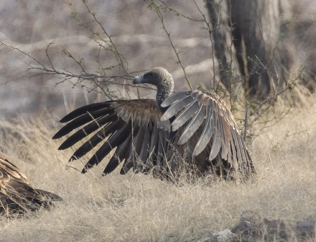 印度兀鹫(Gyps indicus)