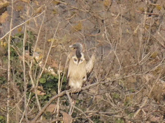 印度兀鹫(Gyps indicus)