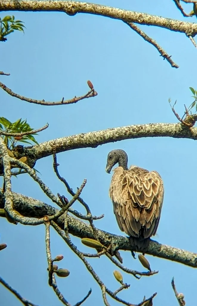 细嘴兀鹫(Gyps tenuirostris)