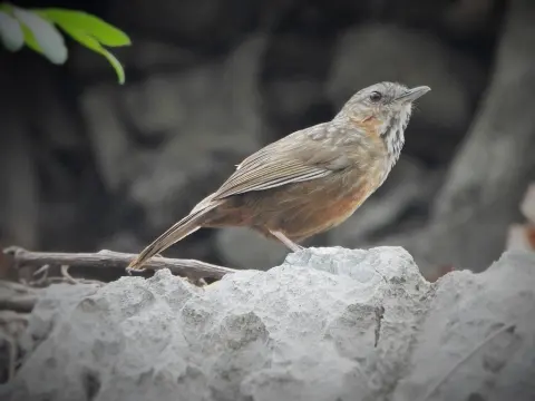 棕灰岩鹪鹛