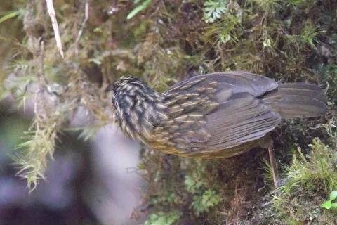山鹪鹛