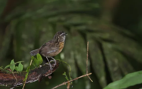 山鹪鹛