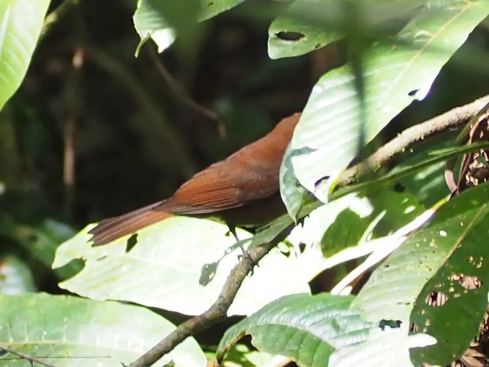 红头蚁唐纳雀(Habia rubica)