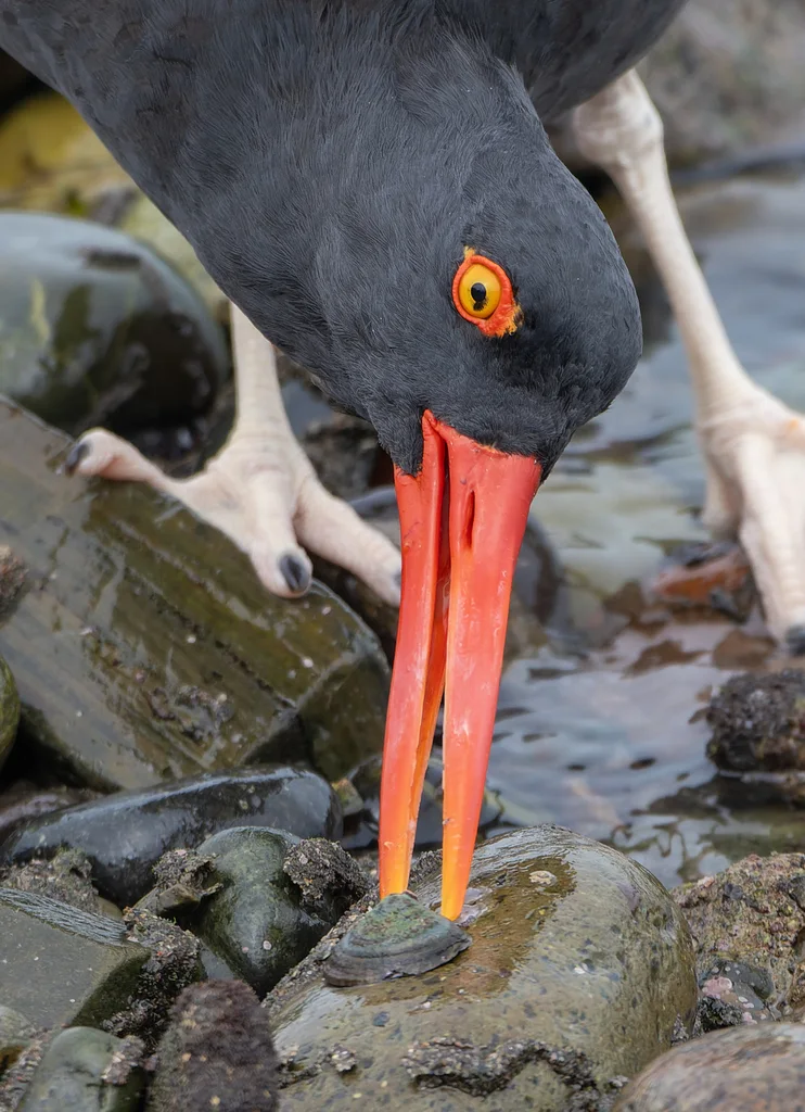 南美黑蛎鹬(Haematopus ater)