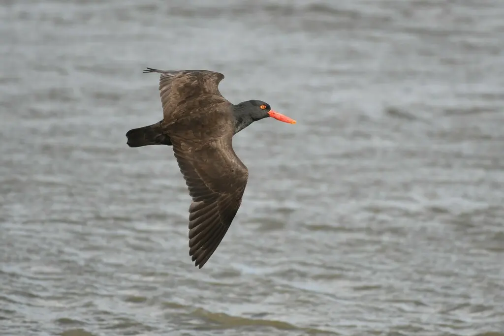 南美黑蛎鹬(Haematopus ater)