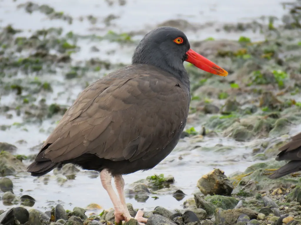 南美黑蛎鹬(Haematopus ater)