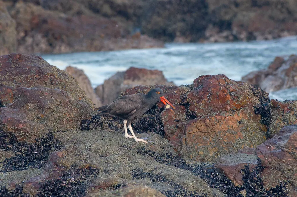 南美黑蛎鹬(Haematopus ater)