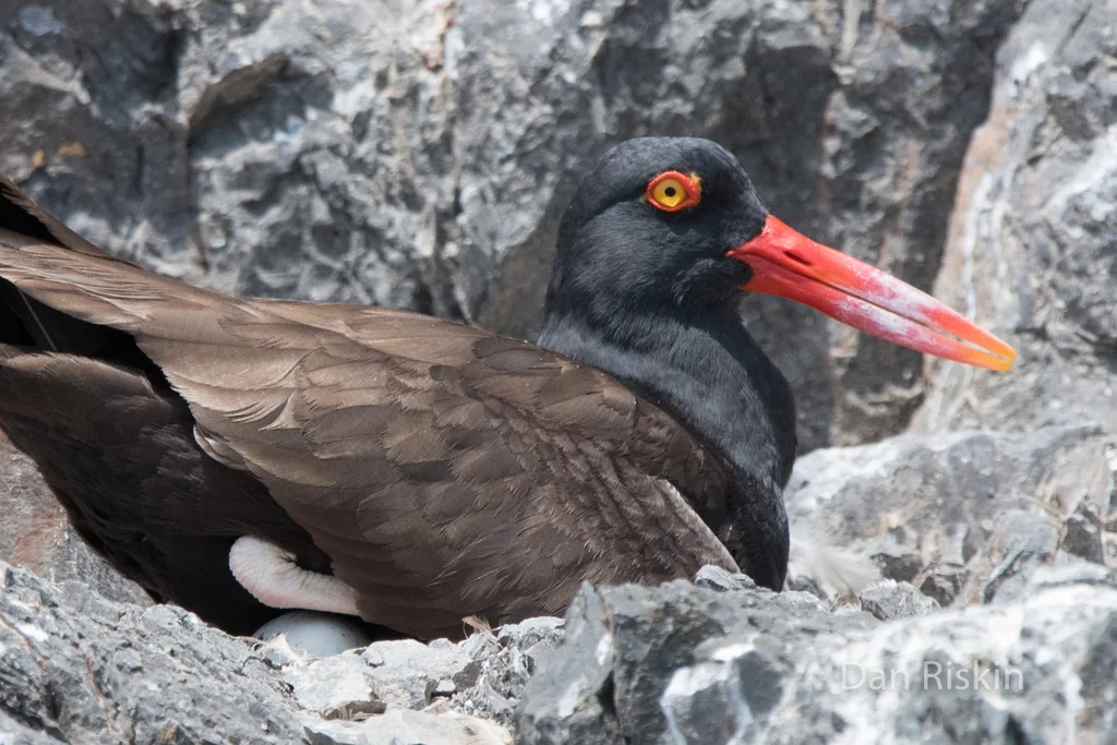 南美黑蛎鹬(Haematopus ater)