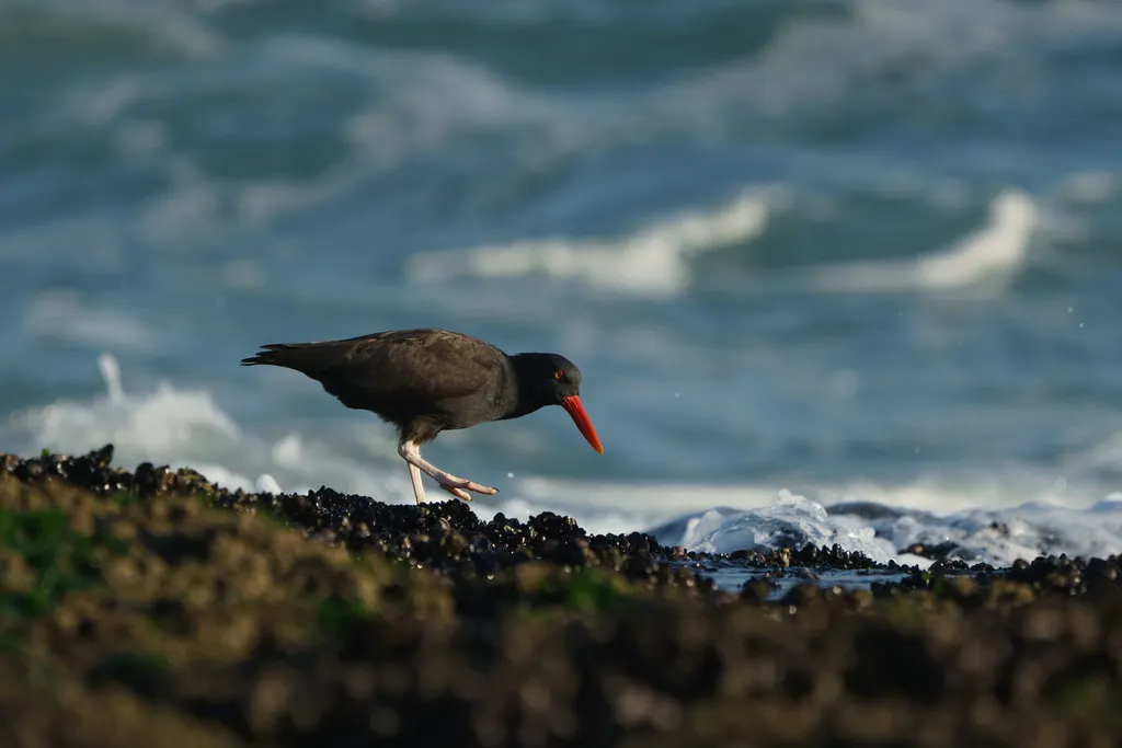 南美黑蛎鹬(Haematopus ater)