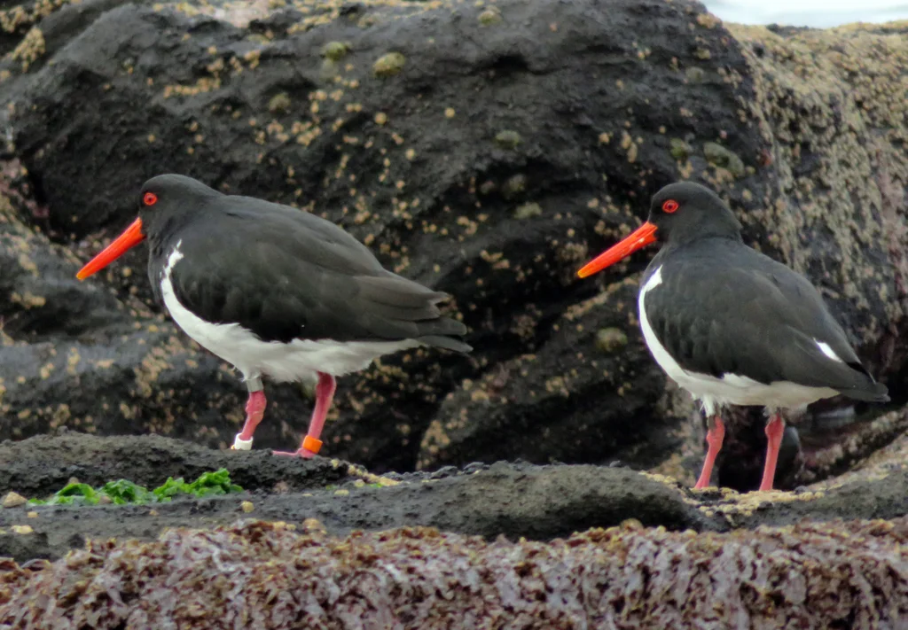 查岛蛎鹬(Haematopus chathamensis)
