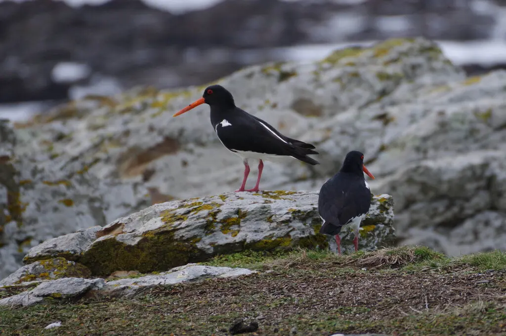南岛斑蛎鹬(Haematopus finschi)