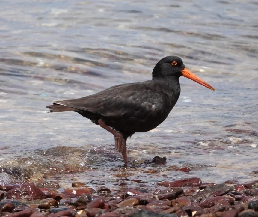 澳洲黑蛎鹬(Haematopus fuliginosus)