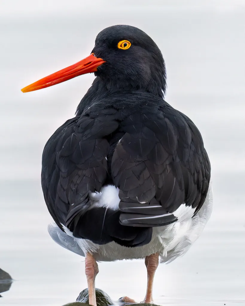 智利蛎鹬(Haematopus leucopodus)