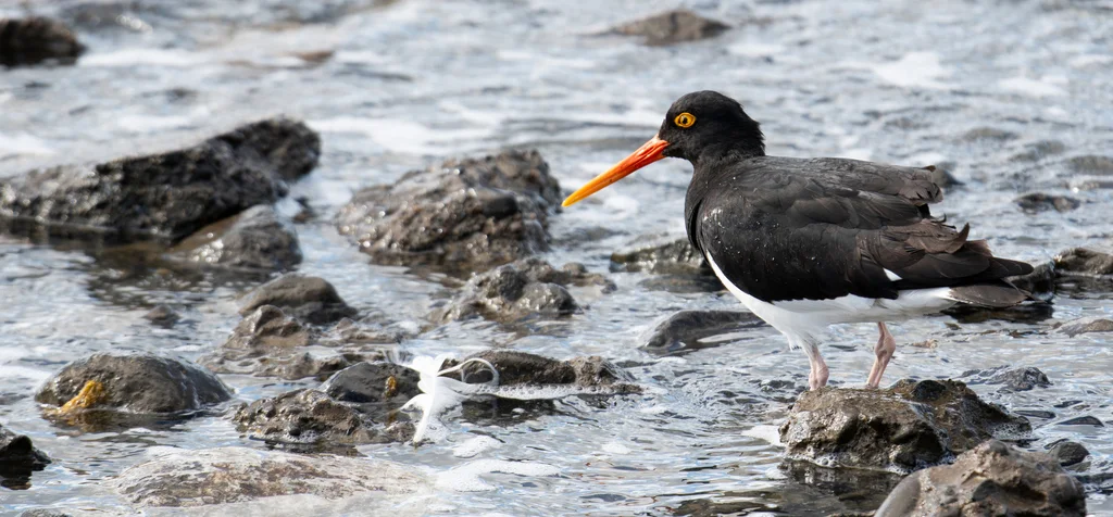 智利蛎鹬(Haematopus leucopodus)