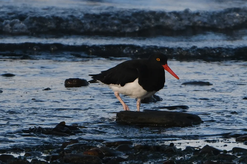 智利蛎鹬(Haematopus leucopodus)