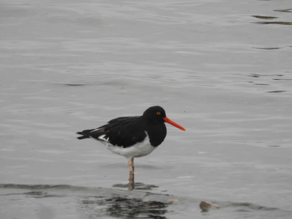 智利蛎鹬(Haematopus leucopodus)