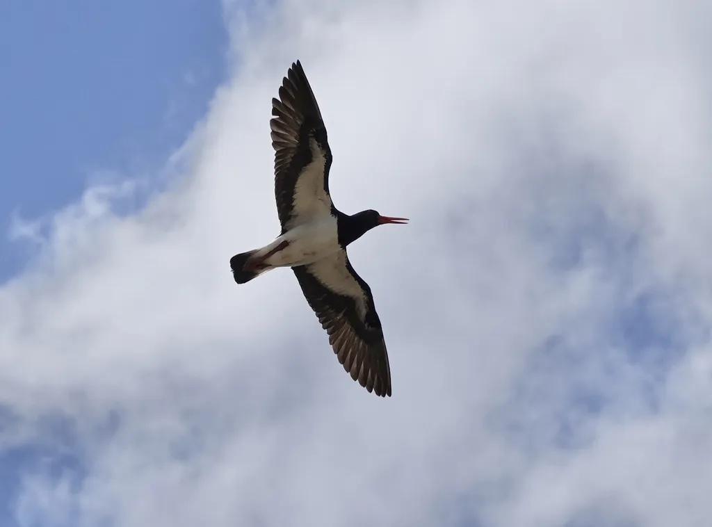 澳洲斑蛎鹬(Haematopus longirostris)