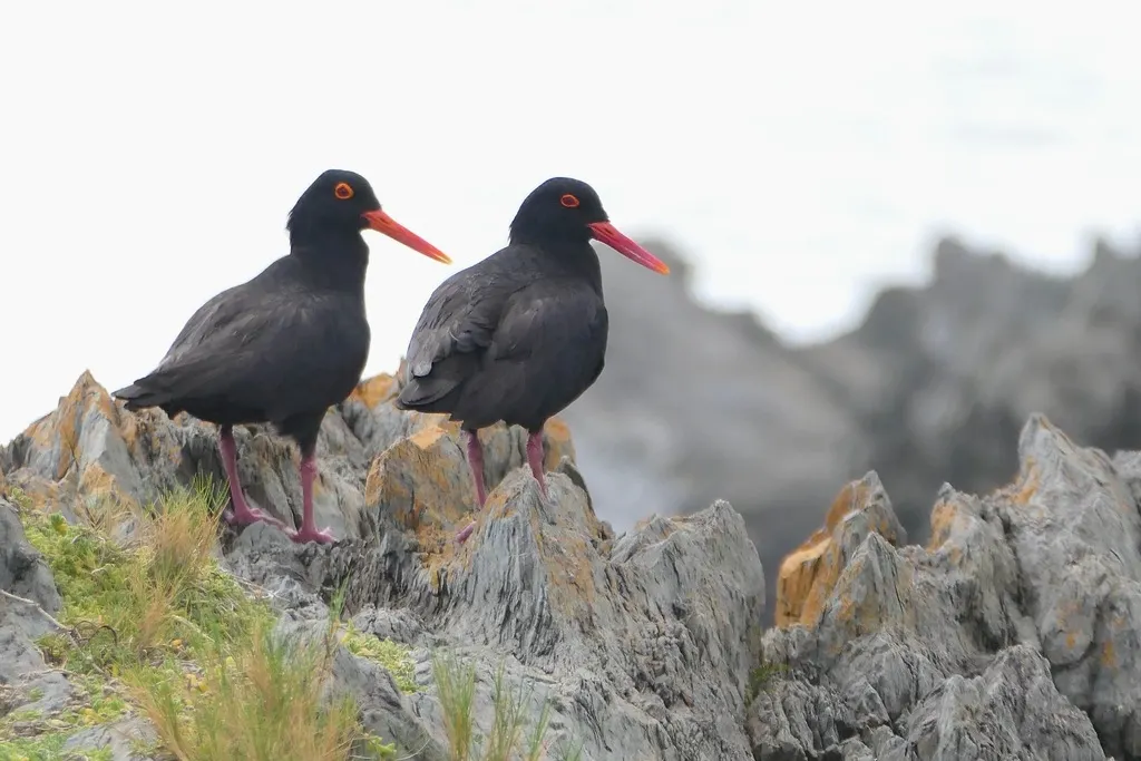 非洲黑蛎鹬(Haematopus moquini)