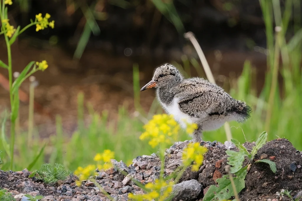 蛎鹬(Haematopus ostralegus)