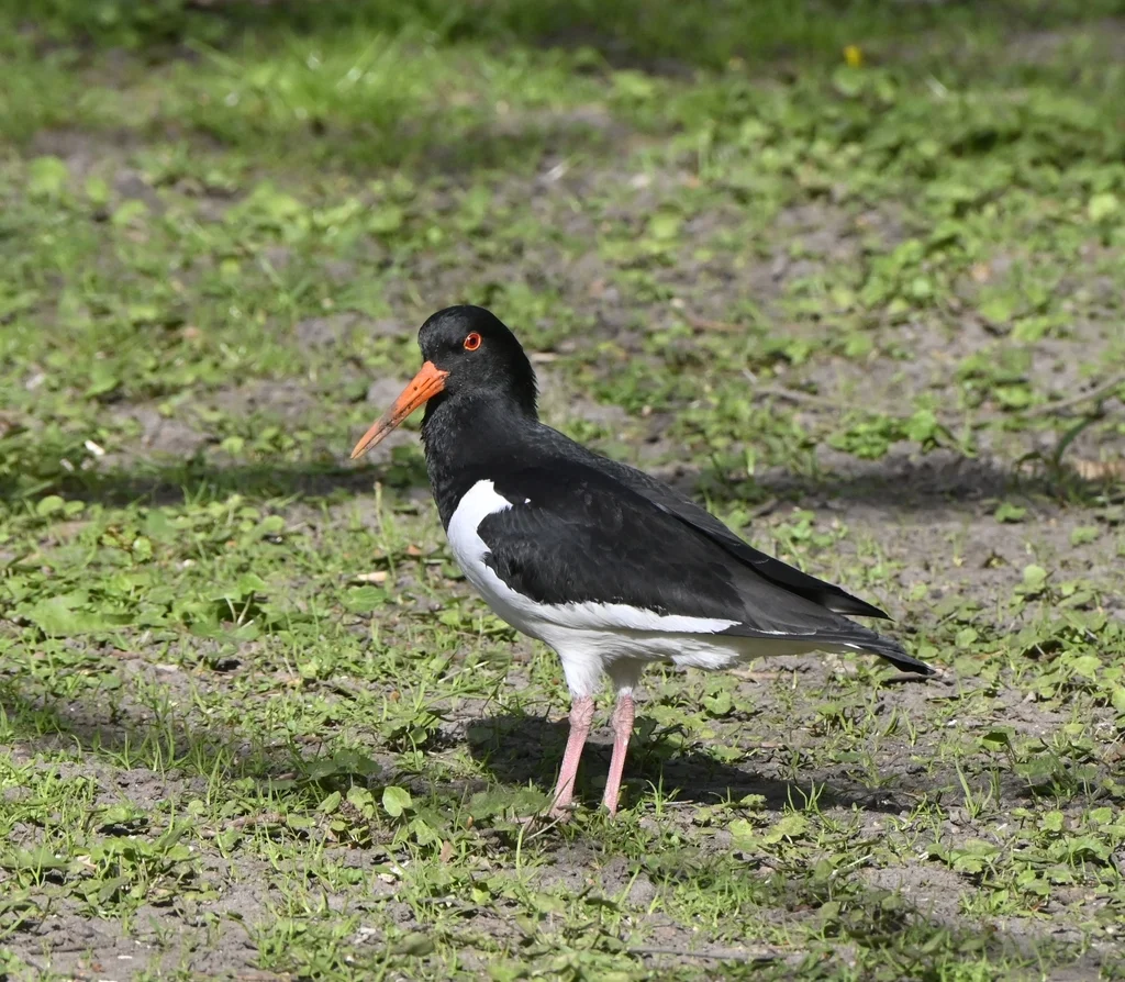 蛎鹬(Haematopus ostralegus)