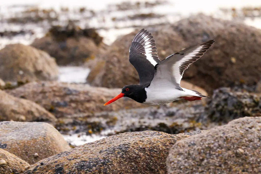 蛎鹬(Haematopus ostralegus)