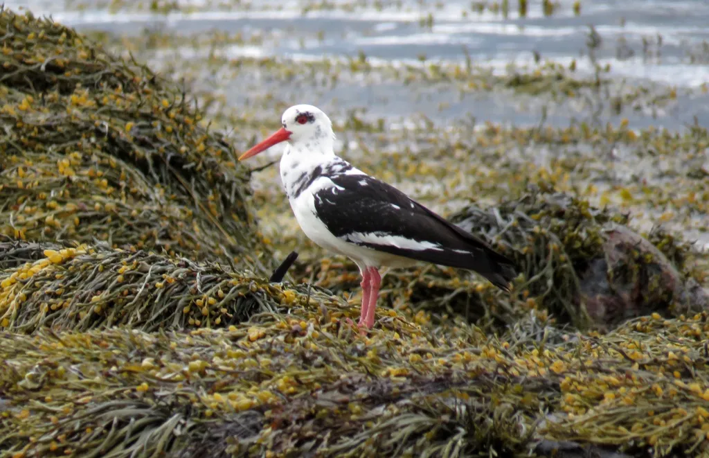 蛎鹬(Haematopus ostralegus)