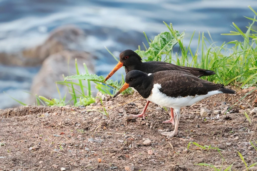 蛎鹬(Haematopus ostralegus)