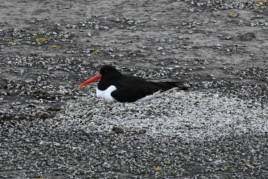 蛎鹬(Haematopus ostralegus)