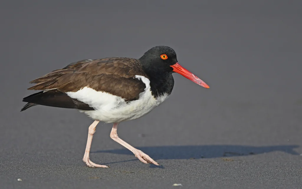 美洲斑蛎鹬（Haematopus palliatus）