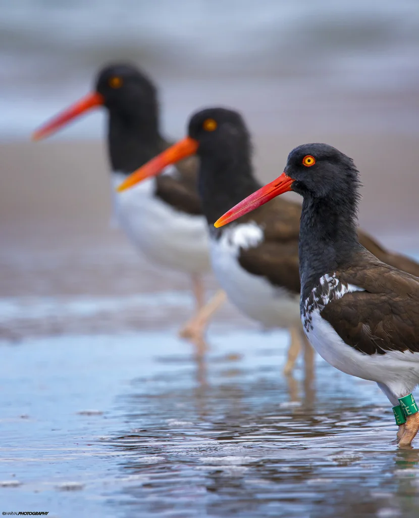 美洲斑蛎鹬（Haematopus palliatus）