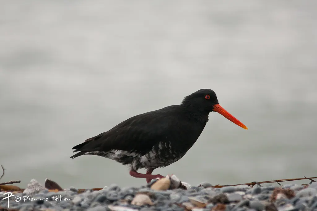 新西兰蛎鹬(Haematopus unicolor)