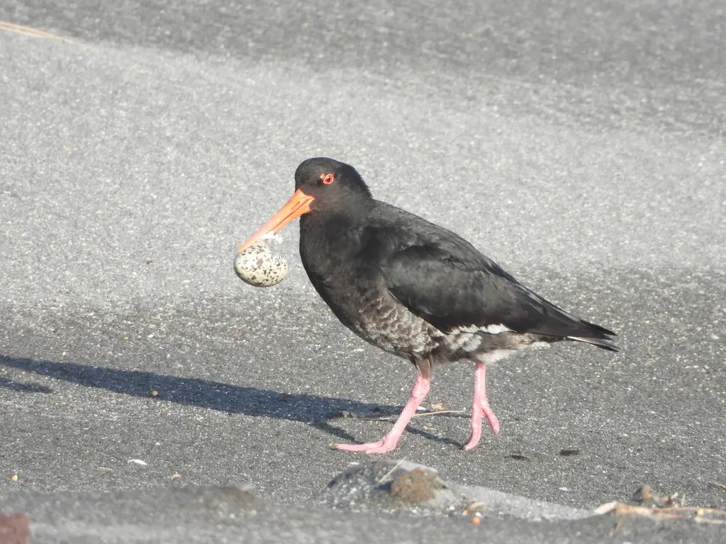 新西兰蛎鹬(Haematopus unicolor)